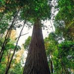 Ranking de los árboles más altos de Sudamérica: qué especies dominan