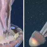 Tras descubrir una medusa del tamaño de un micro escolar, científicos del Conicet piden “seguir investigando el océano profundo”