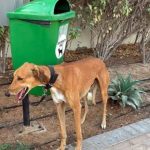 En Dubai, muchos dueños de mascotas tomaron una polémica decisión frente a la amenaza de la guerra: “Es incomprensible”