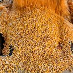 La ventas locales de maíz vuelan y ya se comercializó un tercio de la cosecha de esta campaña