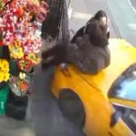 Milagro en Nueva York: qué se sabe de las dos mujeres atropelladas por un taxi fuera de control