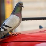 Si una paloma elige tu casa, este es el mensaje “positivo” que explica el Feng Shui