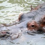 Murió Hipólito, el hipopótamo que vivió más de 20 años en el ex zoo de La Plata