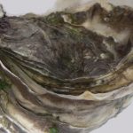 Una ostra invasora estaba destruyendo playas y ecosistemas bonaerenses: ahora el CONICET la está convirtiendo en la primera salsa argentina del molusco